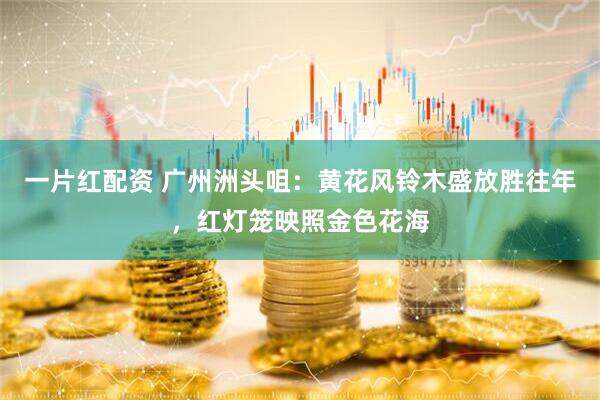 一片红配资 广州洲头咀：黄花风铃木盛放胜往年，红灯笼映照金色花海